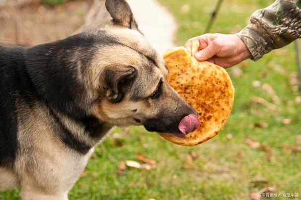 小狗可以吃柿子吗,小狗可以吃柿子吗?为什么,狗狗可以吃柿饼吗？
