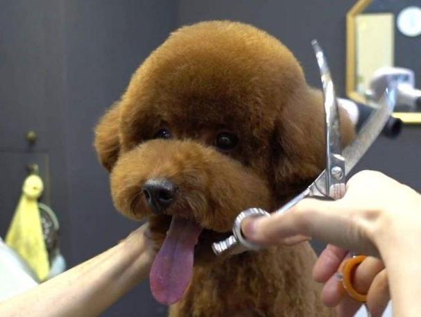 泰迪狗怎么剪毛,泰迪狗怎么剪毛好看图片,怎样给泰迪剪毛？