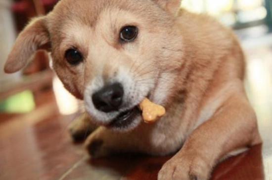 小狗能吃板栗吗,小狗能吃板栗吗蒸熟的,狗狗可以吃栗子吗？