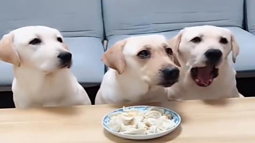 小狗能吃饺子吗,小狗能吃饺子吗为什么,40天的小狗能吃饺子么？
