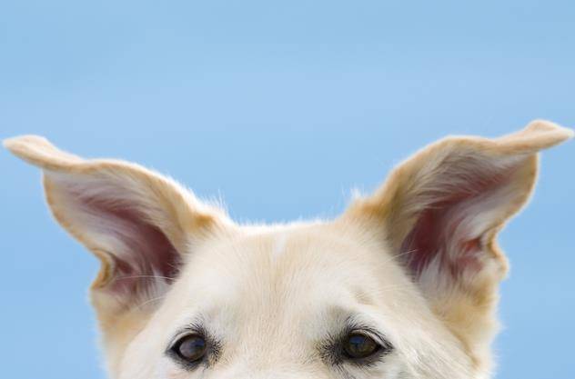 小狗耳朵的特点,小狗耳朵的特点和作用是什么,写出十种小动物耳朵像什么？