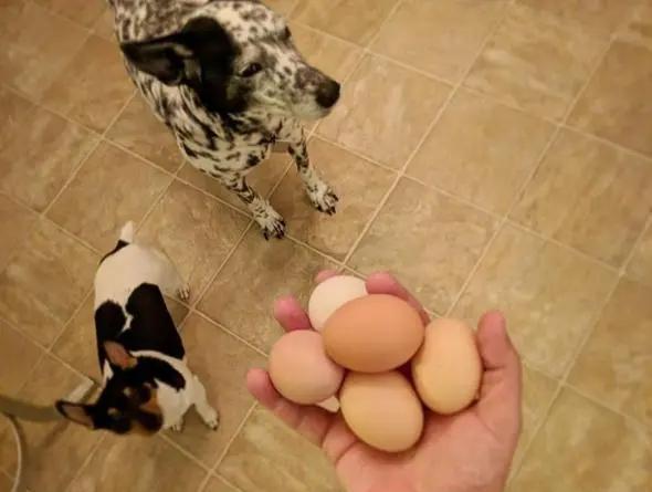小狗能吃鸡蛋清吗,小狗能吃鸡蛋清吗为什么,狗能吃鸡蛋白吗？